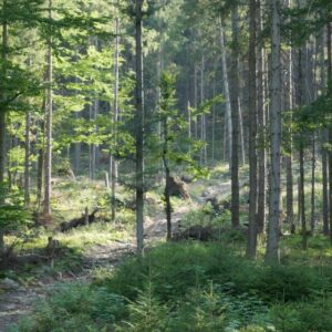 4. WISŁA: 2.08 - 09.08.2026